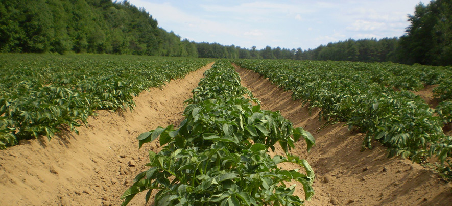 Revolutionising Indian Agriculture through Israeli ...